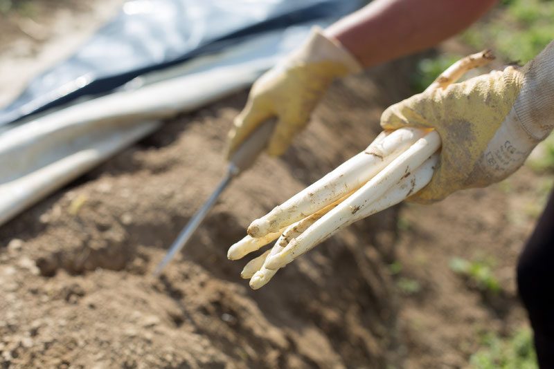 Frisch gestochener Spargel aus heimischem, nachhaltigem Anbau
